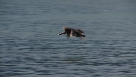 A-pelican-flies-in-slow-motion-over-the-ocean-1