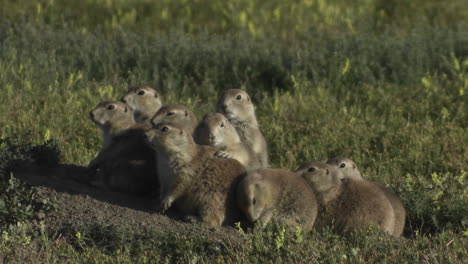 Uinta-ground-squirrels-peer-from-their-ground-nest-in-Yellowstone-National-park