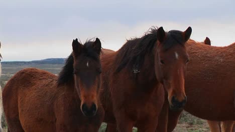 Wild-horses-graze-in-the-desert-