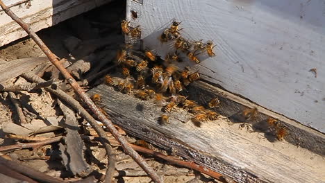 Bienen-Schwärmen-Um-Holz