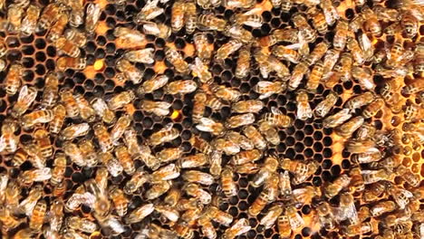 Honigbienen-Krabbeln-überall-Herum-Und-Arbeiten-An-Ihren-Waben