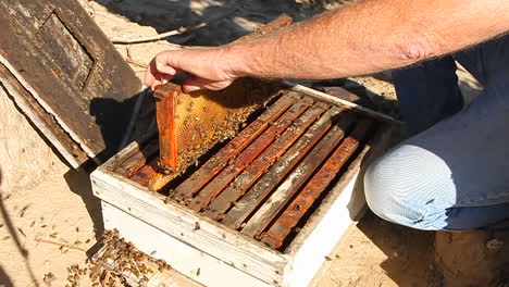 A-bee-keeper-pulls-out-a-frame-of-honey-combs-with-bees-on-it