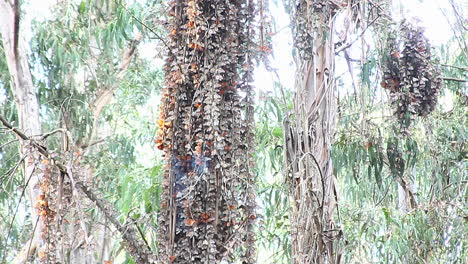 Monarch-butterflies-gather-around-a-tree-in-a-forest