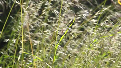 A-close-up-of-grasses-blowing-in-the-wind
