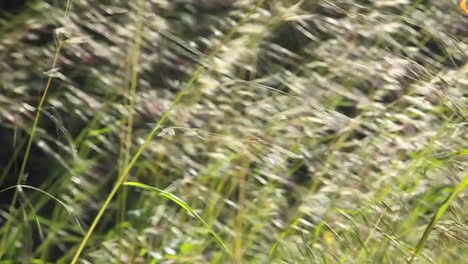 A-close-up-of-grasses-blowing-in-the-wind-2