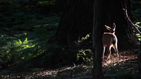 A-fawn-stands-near-a-tall-tree-in-the-forest