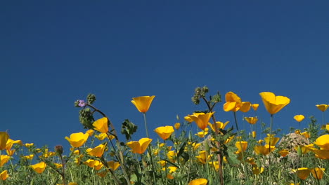 California-poppies-waving-in-a-breeze-