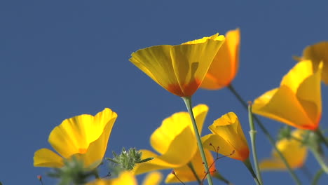 California-poppies-waving-in-a-breeze--1