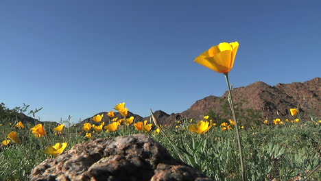 California-poppies-waving-in-a-breeze--2
