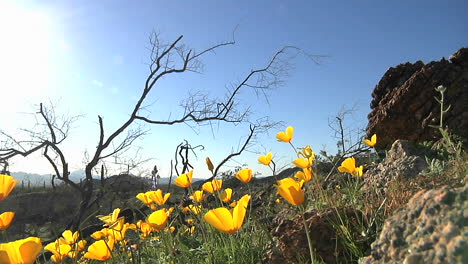 California-poppies-waving-in-a-breeze--4