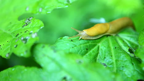 A-banana-slug-travels-across-a-leaf
