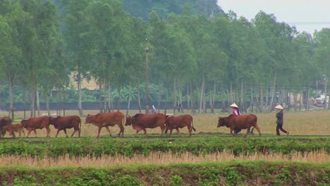 Farmers-lead-their-cattle-across-the-paddies-in-Vietnam-with-a-small-town-behind