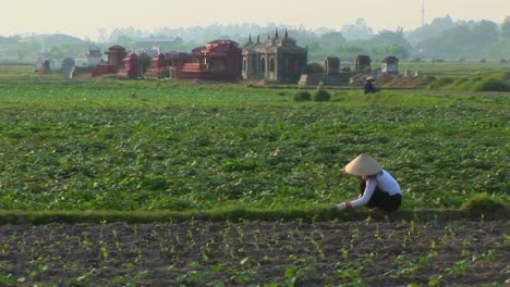 A-woman-works-in-the-fields-with-some-graves-in-the-background