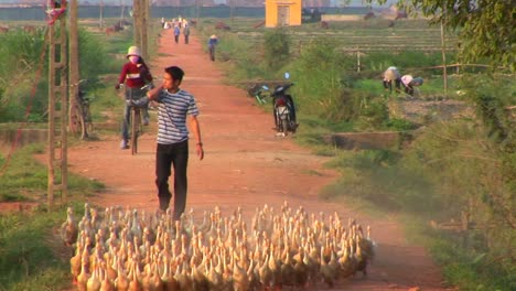 A-large-flock-of-ducks-are-herded-by-a-Vietnamese-farmer