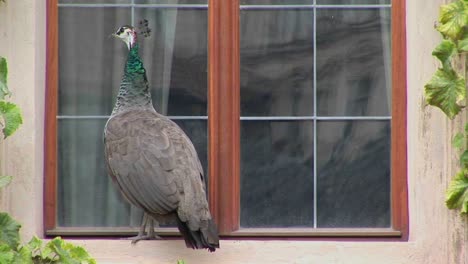 Un-Pavo-Real-Se-Para-En-El-Alféizar-De-Una-Ventana-Tratando-De-Entrar-A-La-Casa