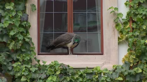 A-peacock-stands-on-a-windowsill-trying-to-get-into-the-house