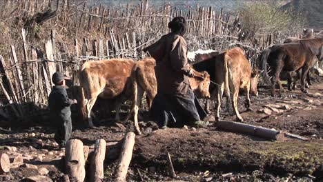 A-family-of-shepherds-lead-their-cattle-across-a-rural-area-in-China