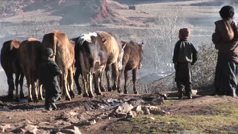 A-family-of-shepherds-lead-their-cattle-across-a-rural-area-in-China-1