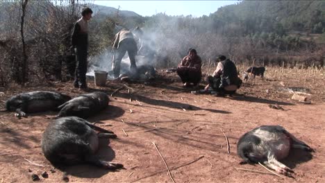 Pigs-are-slaughtered-and-prepared-for-dinner-in-rural-China