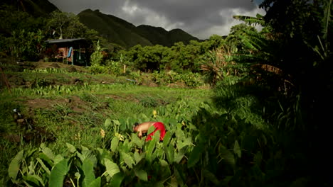 A-rising-shot-over-fields-show-a-native-Hawaiian-man-at-work
