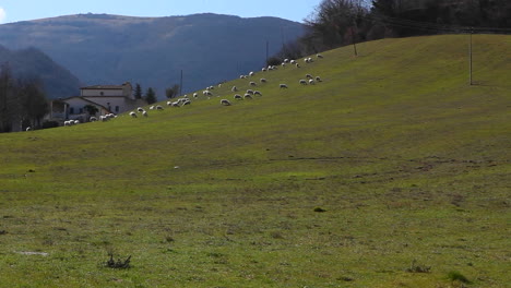 Schafe-Auf-Einer-Grünen-Wiese