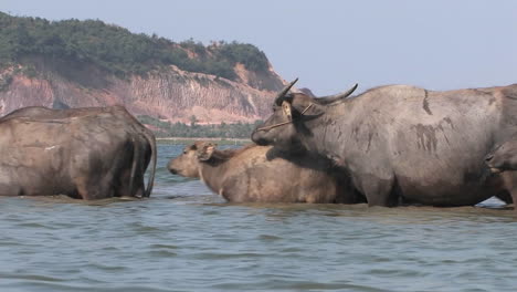 Water-buffaloes-cross-a-river