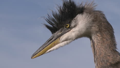 Close-up-of-a-Great-Blue-Heron-(Ardea-herodias)-at-Lake-Casitas-Recreation-Area-in-Oak-View-California