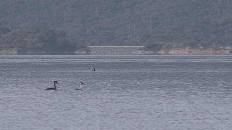 Panning-grebes-and-motorboat-passing-on-Lake-Casitas-Recreation-Area-in-Oak-View-California
