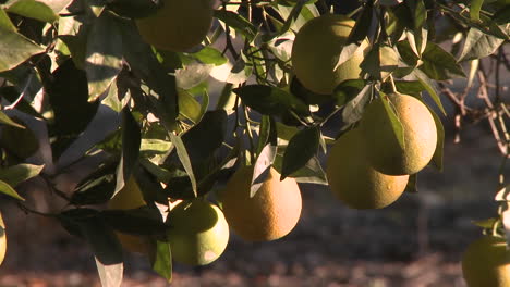 Close-up-rack-focus-on-oranges-on-a-tree-in-Ojai-California-1