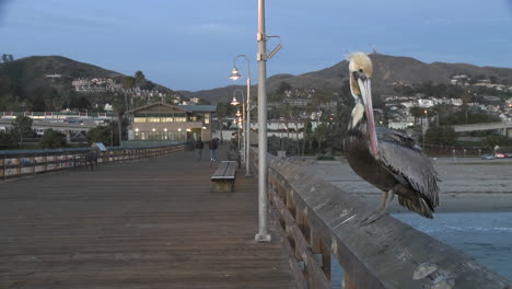 Brown-pelican-taking-off-from-the-Ventura-Pier-in-Ventura-California