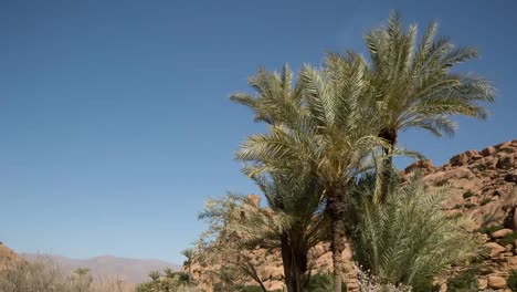 Árboles-en-el-desierto-1-92