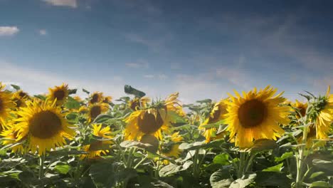 Sunflower-Timelapse0