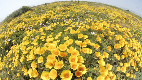 Wide-time-lapse-of-California-Poppies-blowing-in-the-wind-in-San-Simeon-California