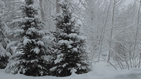 Zeitraffer-Von-Schnee,-Der-Auf-Eine-Kiefer-In-Vail-Colorado-Fällt