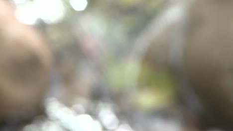 Close-up-rack-focus-of-waterfall-in-Wheeler-Springs-above-Ojai-California