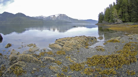 Lapso-De-Tiempo-Rápido-Con-El-Movimiento-De-La-Marea-Retrocediendo-En-La-Isla-Del-Estanque-Junto-A-La-Bahía-De-Kelp-Frente-A-La-Isla-De-Baranof-En-El-Sureste-De-Alaska