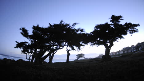 Time-lapse-of-dawn-behind-Monterey-pines-in-Pacific-Grove-California