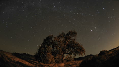 Night-time-lapse-of-star-trails-and-Valley-Oak-Tree-during-a-new-moon-in-Oak-View-California