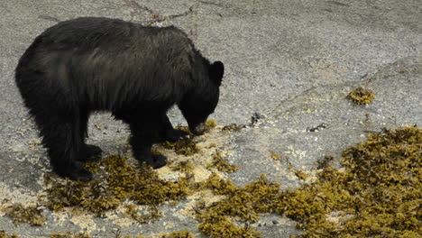 A-black-bear-feeding-on-barnacles-in-the-inner-tidal-zone-in-Tracy-Arm--Terror-Fords-Wilderness-in-Southeast-Alaska