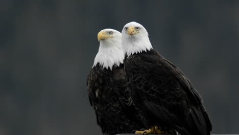 A-pair-of-bald-eagles-calling-while-perched-on-a-dock-piling-in-Juneau-Harbor-Alaska