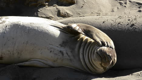 Northern-Elephant-Seals-sunning-on-the-beach-at-Piedras-Blancas-near-San-Simeon-California