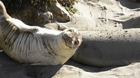 Northern-Elephant-Seals-sunning-on-the-beach-at-Piedras-Blancas-near-San-Simeon-California-1