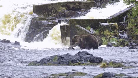 Brown-Bear-fishing-for-salmon-at-Pavlof-River-flowing-into-Freshwater-Bay-in-Pavlof-Harbor-on-Baranof-Island-in-Southeast-Alaska-1