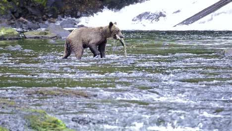 Brown-Bear-fishing-for-salmon-at-Pavlof-River-flowing-into-Freshwater-Bay-in-Pavlof-Harbor-on-Baranof-Island-in-Southeast-Alaska-2