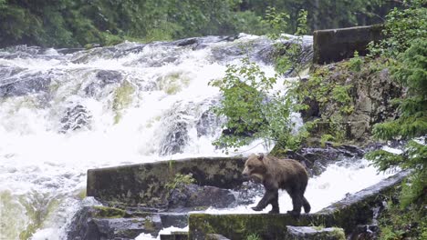 A-brown-bear-fishing-for-salmon-at-Pavlof-River-flowing-into-Freshwater-Bay-in-Pavlof-Harbor-on-Baranof-Island-in-Southeast-Alaska