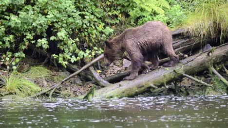 A-brown-bear-walking-on-a-log-at-Pavlof-River-flowing-into-Freshwater-Bay-in-Pavlof-Harbor-on-Baranof-Island-in-Southeast-Alaska