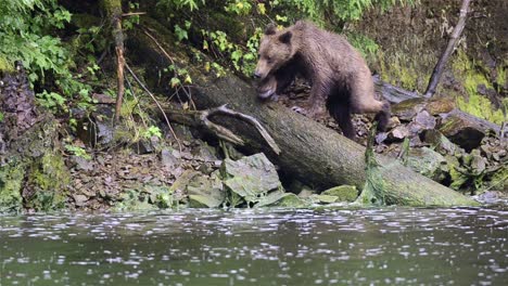A-brown-bear-walking-on-a-log-at-Pavlof-River-flowing-into-Freshwater-Bay-in-Pavlof-Harbor-on-Baranof-Island-in-Southeast-Alaska-1