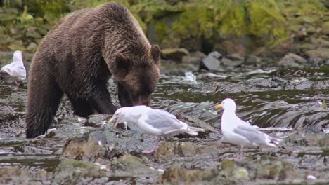 Brown-Bear-eating-a-salmon-at-Pavlof-River-flowing-into-Freshwater-Bay-in-Pavlof-Harbor-on-Baranof-Island-in-Southeast-Alaska