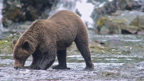 Brown-Bear-catching-a-salmon-at-Pavlof-River-flowing-into-Freshwater-Bay-in-Pavlof-Harbor-on-Baranof-Island-in-Southeast-Alaska