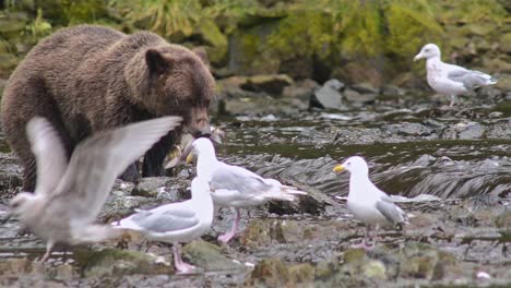Brown-Bear-catching-a-salmon-at-Pavlof-River-flowing-into-Freshwater-Bay-in-Pavlof-Harbor-on-Baranof-Island-in-Southeast-Alaska-1